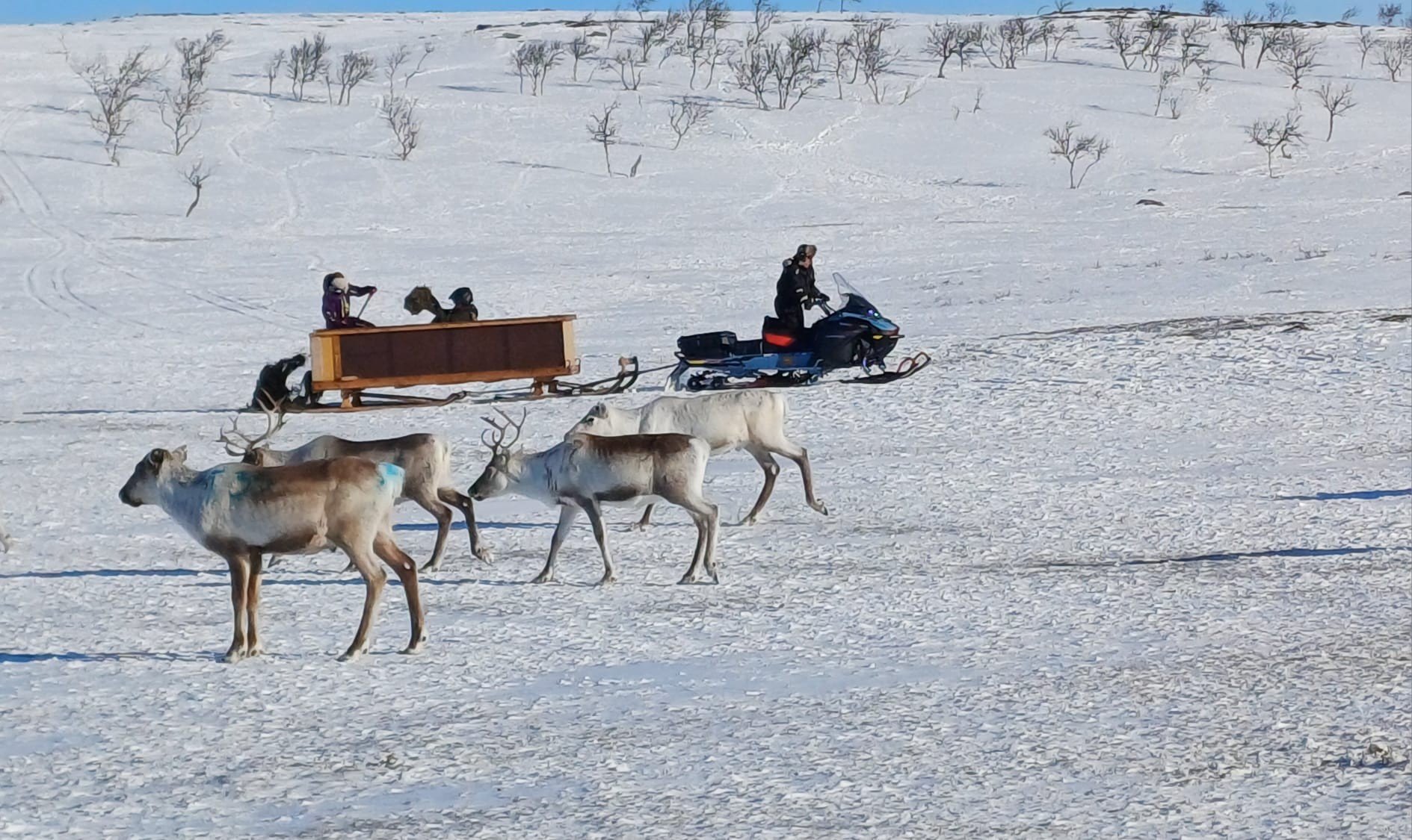 poroille heitellään heinää kelkan reestä